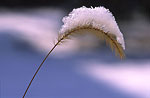 CO008