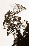 FA018