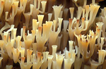Fungi