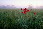 Hungary