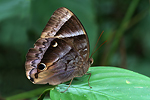 MA046