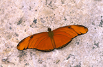 ME011