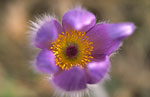 PL034