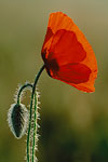 PL016