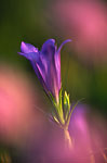 PL005