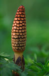 PL041