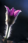 PL035