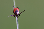 TR017
