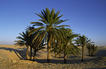 Tunisia