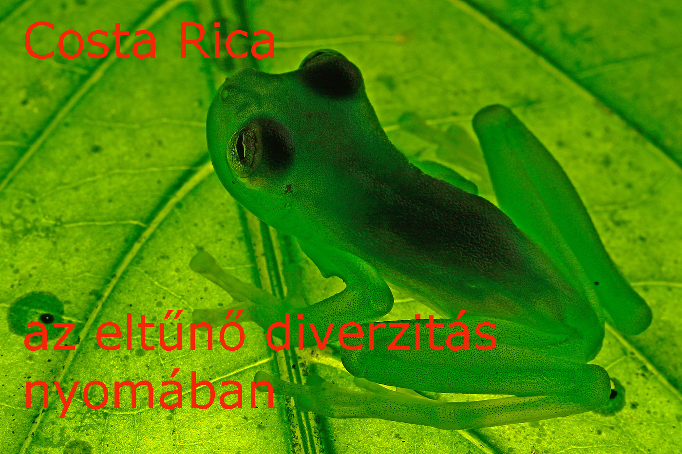 Costa Rica hirdets