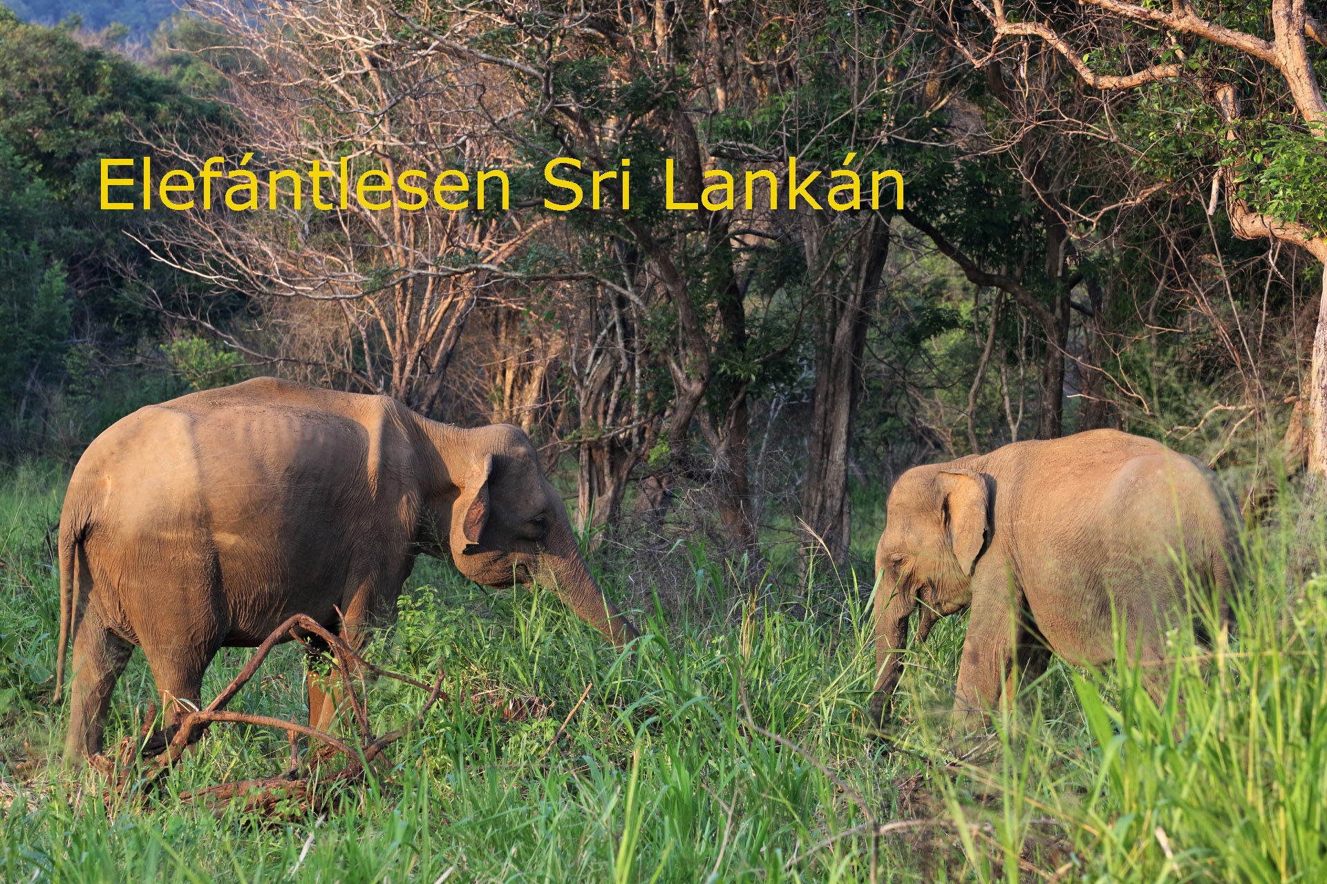 Sri Lanka hirdets